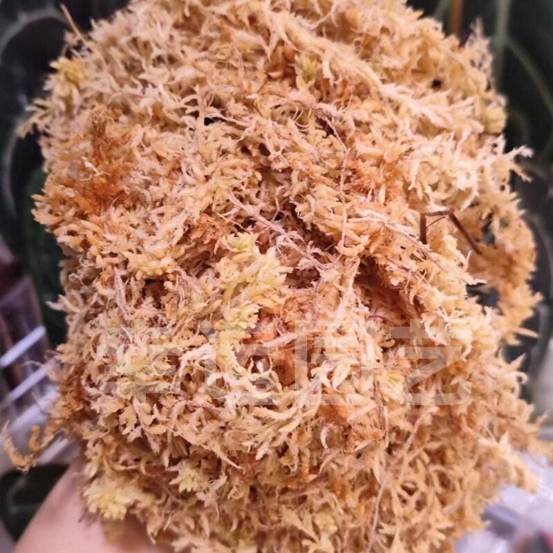 Nieuw-Zeelandse 5A Sphagnummos - Preserved Moss Sheet recensie en prijs
